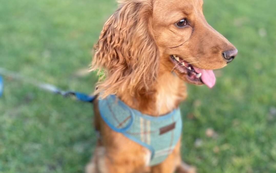 URGENT FOSTER OR HOME: UK surrender: WAFFLE – 2 yo old boy – Cocker Spaniel – in risk