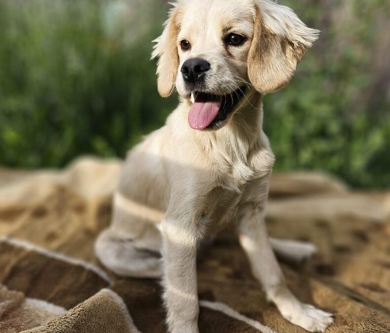 Already in UK: POLLY- small size- 8 mo puppy girl -Ukraine war dog