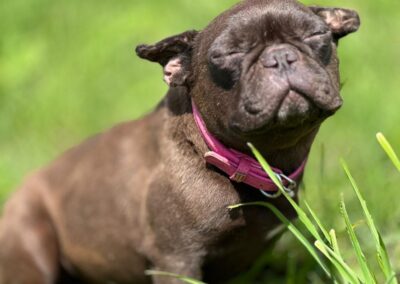 UK based: LEILA – 3 years old girl – small size-French Bulldog