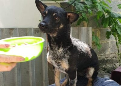 Already in UK: POLA – 2.5 yo girl – small size-Chichuahua cross -Ukraine war dog