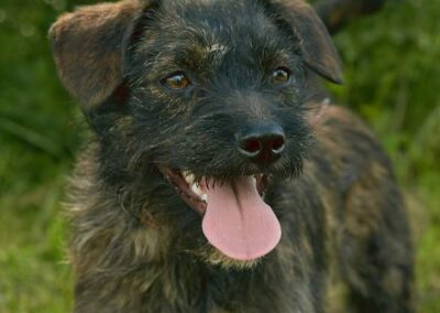 Already in UK: COREY – 11 months old puppy boy – Small size -Wire-haired border terrier