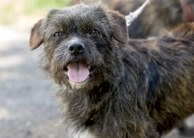 Already in UK: LADY – 2-3 years old – Small size -wire-haired border terrier