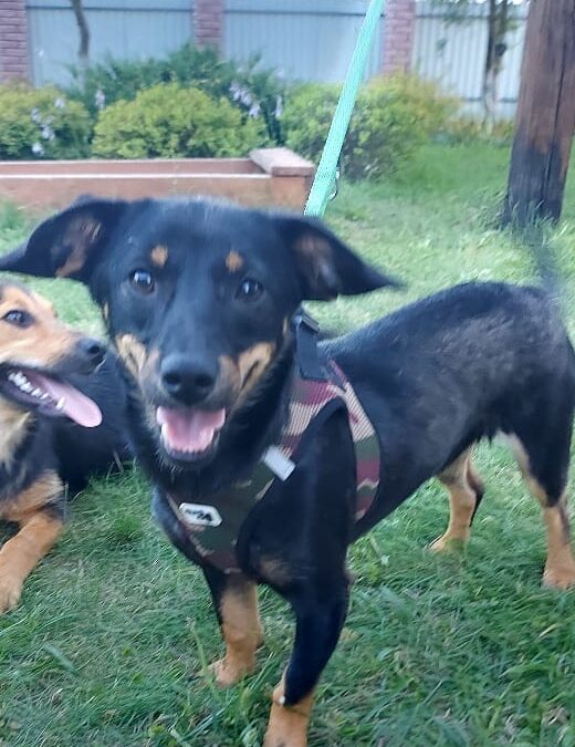 BETSY- – 7 mo puppy girl – small size -Dachshund cross -Ukraine war dog