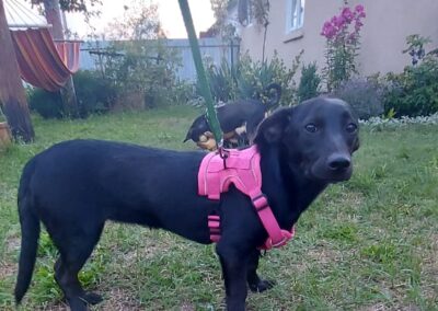 TESSIE – 7 mo puppy girl – small size -Dachshund cross -Ukraine war dog
