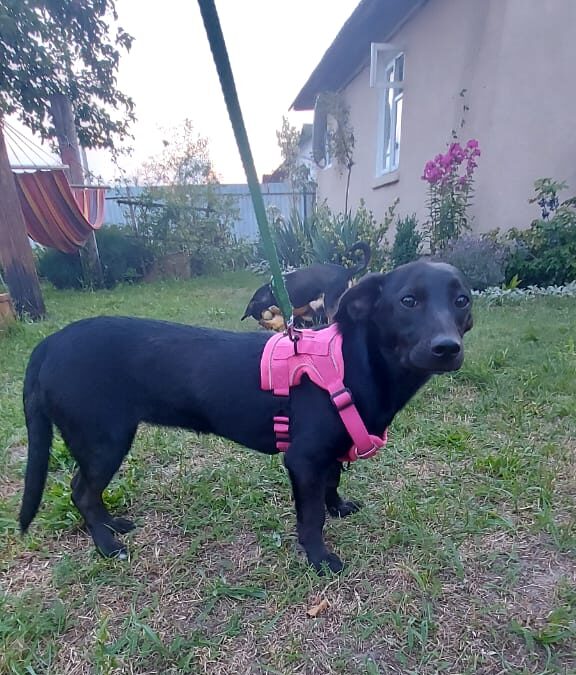 TESSIE – 7 mo puppy girl – small size -Dachshund cross -Ukraine war dog