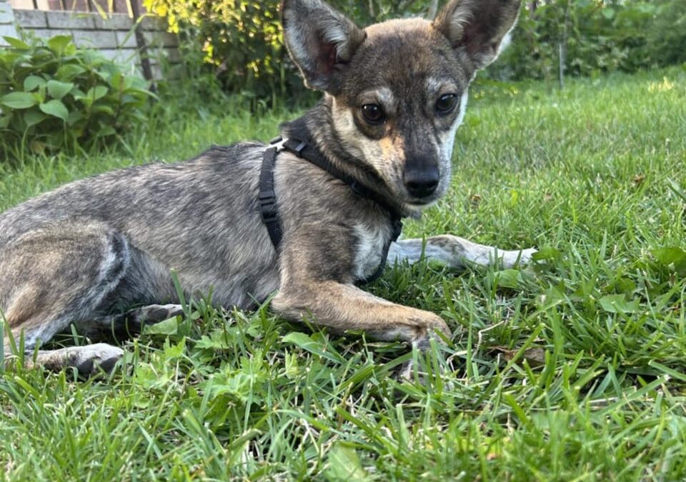 RADA – 10 mo puppy girl -Chihuahua cross- Ukraine war dog