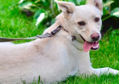 BELLA- 1 yo girl-smallish medium- Ukraine war dog