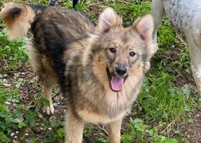 ZEPHYRA- 10 mo puppy girl- smallish medium- Ukraine war dog