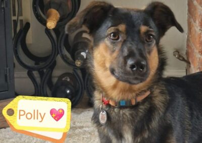 Already in UK: POLLY (was PONIA) – 7-8 months old girl – Small size – Ukraine war dog