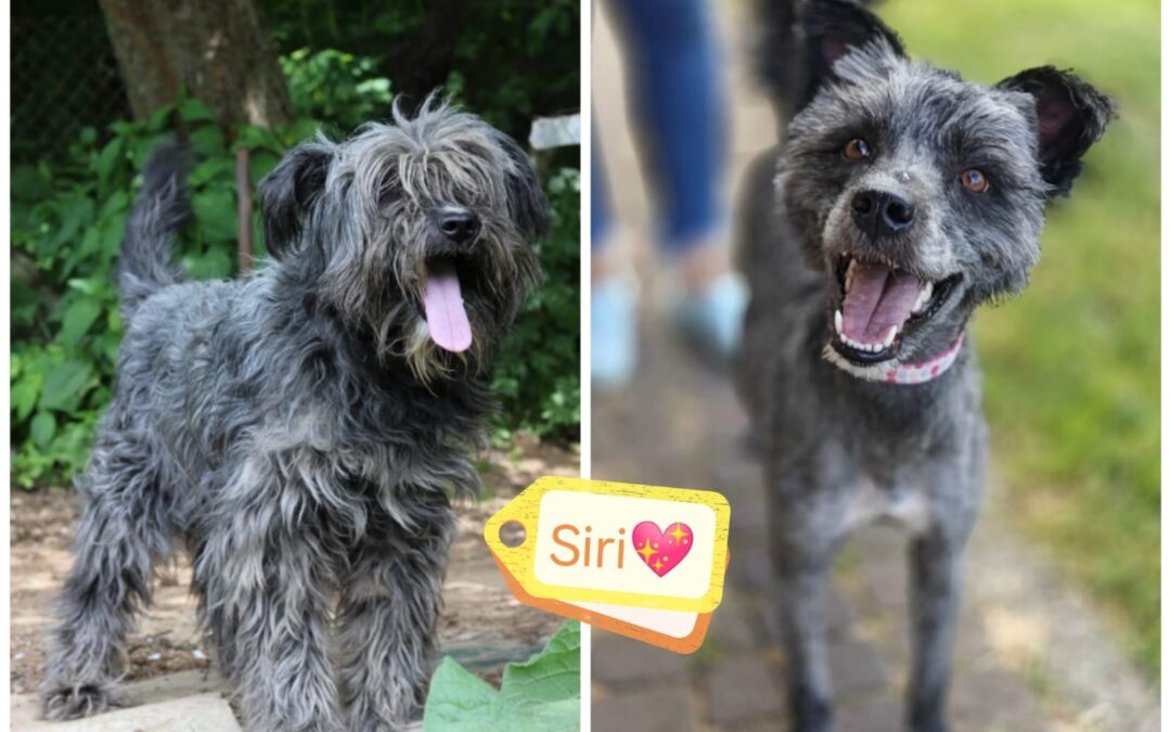 Already in UK:SIRI- lower medium size -2 yo girl- Ukraine war dog