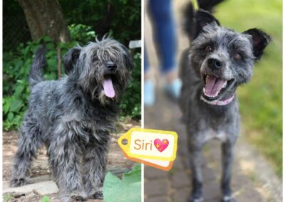 Already in UK:SIRI- lower medium size -2 yo girl- Ukraine war dog