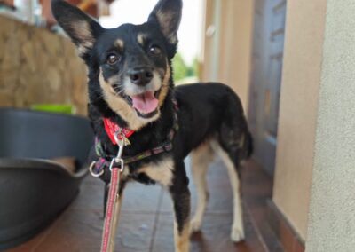 MUSHA-5.5 yo girl- small size-Chihuahua cross- Ukraine war dog