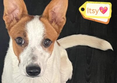 Already in UK: ITSY – 7 months old girl – Small size