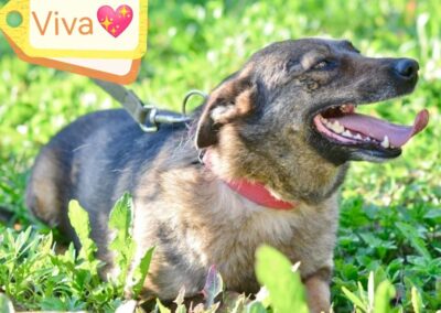 Already in UK: VIVA – 5,5 yo girl – small size – Ukraine war dog