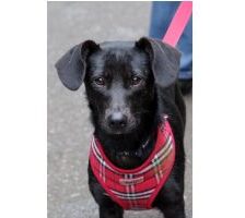 URGENT:Already in UK(Scotland): TESSIE – 8 mo puppy girl – small size -Dachshund cross -Ukraine war dog