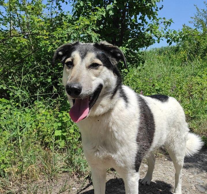 DALE- 1 year old boy- upper medium- Ukraine war dog