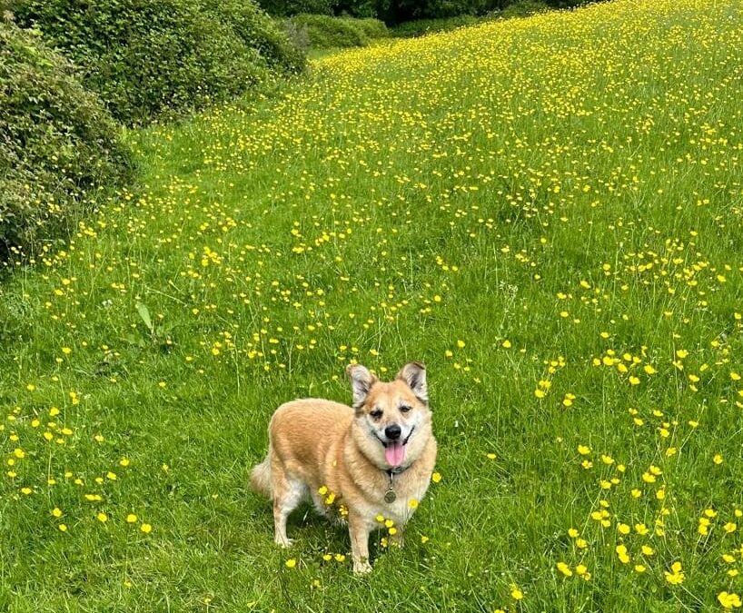 URGENT:UK Based (Walsingham, NR22): ALBI – 8-9 yo -small- Ukraine war dog -LIFE-LONG FOSTER(no fees)URGENT 