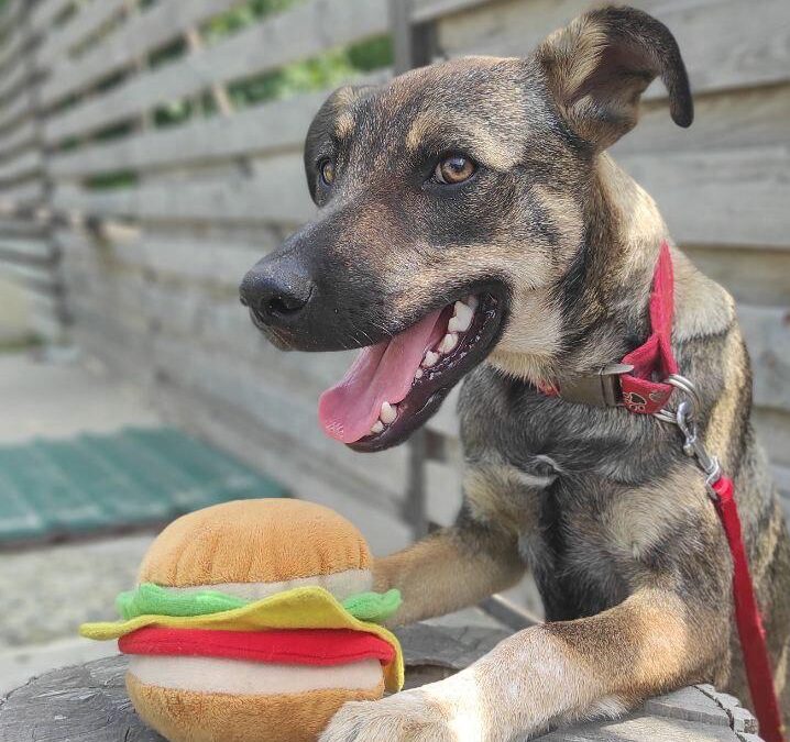 HUDZIK – 7 months old boy- medium- Ukraine war dog