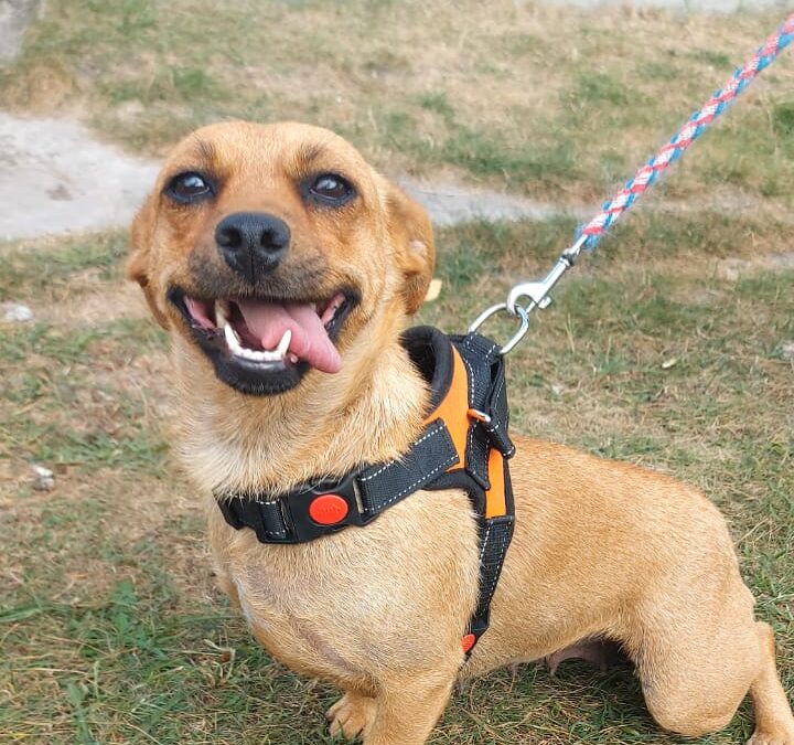 LILA- 2 yo small size girl- Dachshund cross- Ukraine war dog