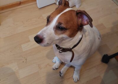 Already in UK: RICHIE – 5 yo boy – Small size Jack Russell cross