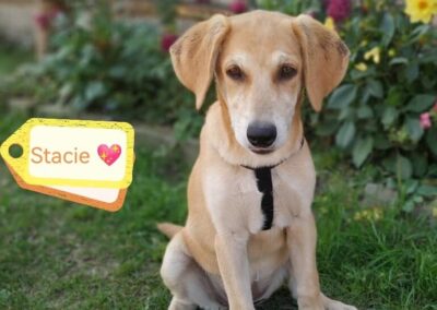 Already in UK: STACIE – 5 months old puppy girl – Small size