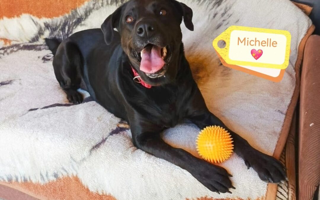 Already in UK:MICHELLE – 3 years old girl – Upper-medium size-Labrador