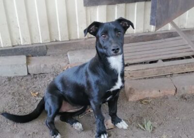 MIRA- 7 months old girl- small size- Dachshund cross- Ukraine war dog