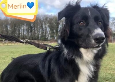 UK surrender: MERLIN – 2.5 year old boy – Medium size