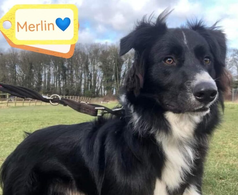 UK surrender: MERLIN – 2.5 year old boy – Medium size