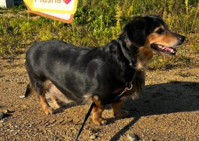 Already in UK: MASHA- 3-4 years old girl-small-Dachshund cross