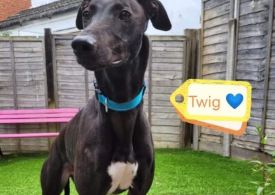 URGENT : UK Surrender -TWIG 2,5 yo boy – Greyhound/Lurcher-in kennels due to no foster placeURGENT 