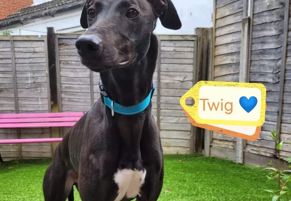 URGENT : UK Surrender -TWIG 2,5 yo boy – Greyhound/Lurcher- Reduced FeeURGENT 