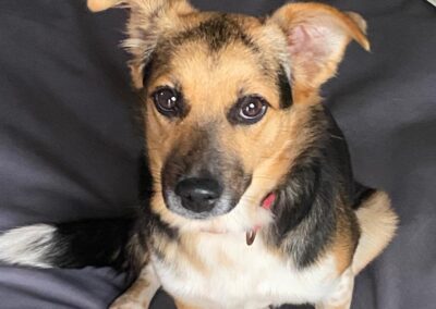 Already in UK: NINA- 8 months old puppy girl-smallish medium-Ukraine war dog