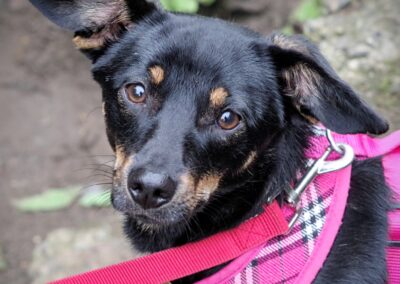 URGENT:Already in UK (Scotland): BETSY-  8 mo puppy girl – small size -Dachshund cross -Ukraine war dog