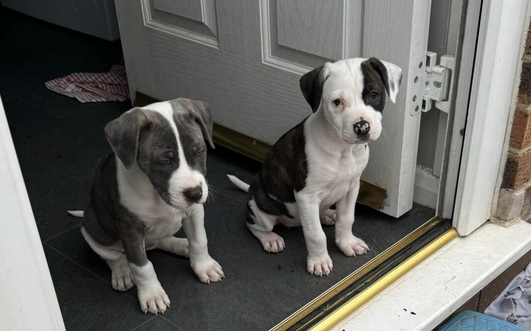 UK SURRENDERED: Mastiff x Staffy puppies- 10 weeks old- will be Upper-Medium/Large size