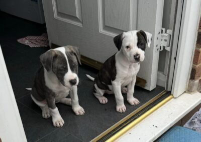 UK SURRENDERED: Mastiff x Staffy puppies- 10 weeks old- will be Upper-Medium/Large size