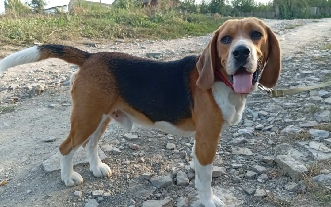 Already in UK: HUGO- 8 minths old puppy boy- Beagle-special needs-Reduced fees- Ukraine war dog