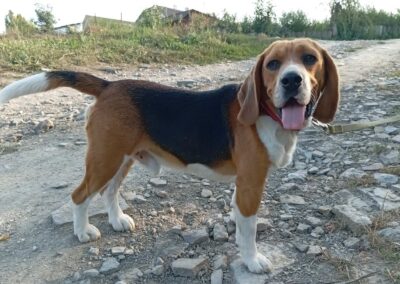 Already in UK: HUGO- 8 minths old puppy boy- Beagle-special needs-Reduced fees- Ukraine war dog