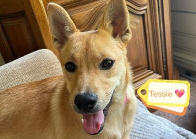 URAlready in UK (DE15)- TESSIE(TOSIA)- 11 months old girl-smallish medium size- Ukraine war dog