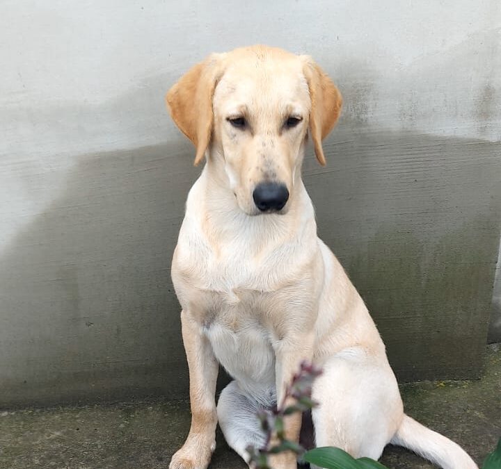 WHITE- 7 months old boy- Ladrador cross -Ukraine war dog