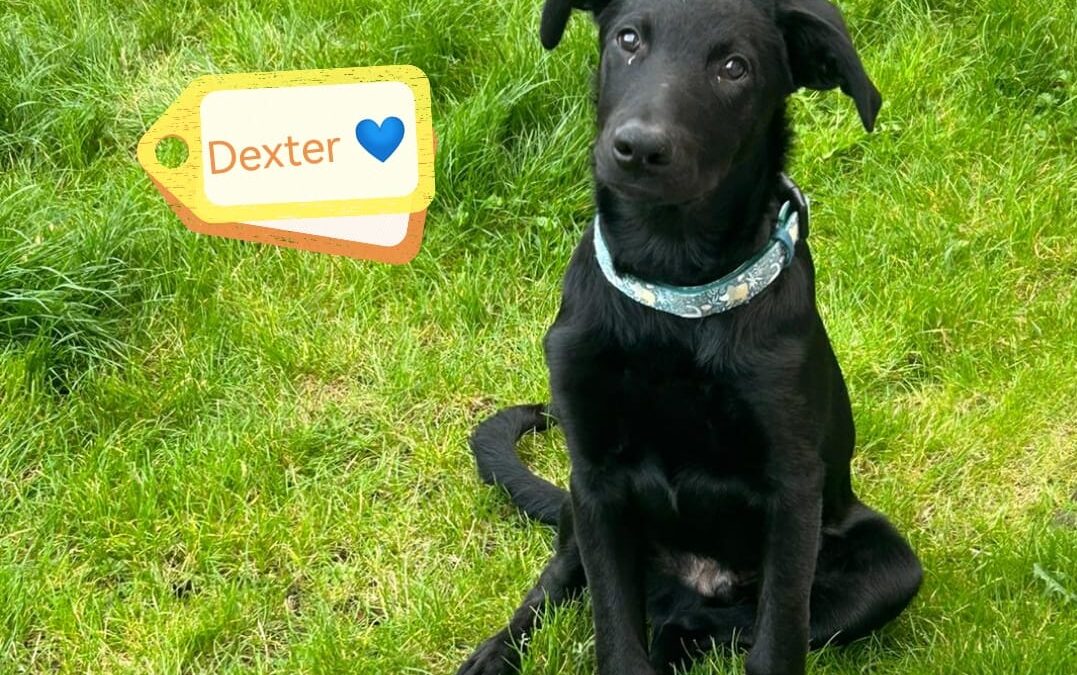 URGENT Foster or Adopt: UK-surrendered puppy-DEXTER- 4,5 months old boy-large