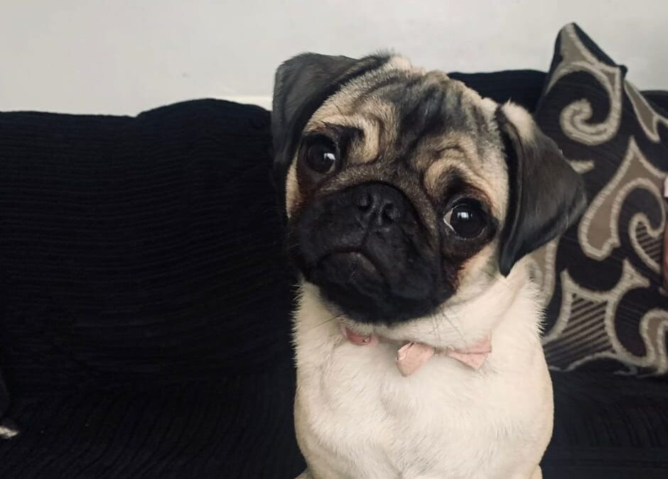 UK surrendered: Winnie- 2 years old girl-small-Pug