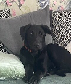 URGENT Foster or Adopt: UK-surrendered puppy-OOGIE – 5 months old boy-large