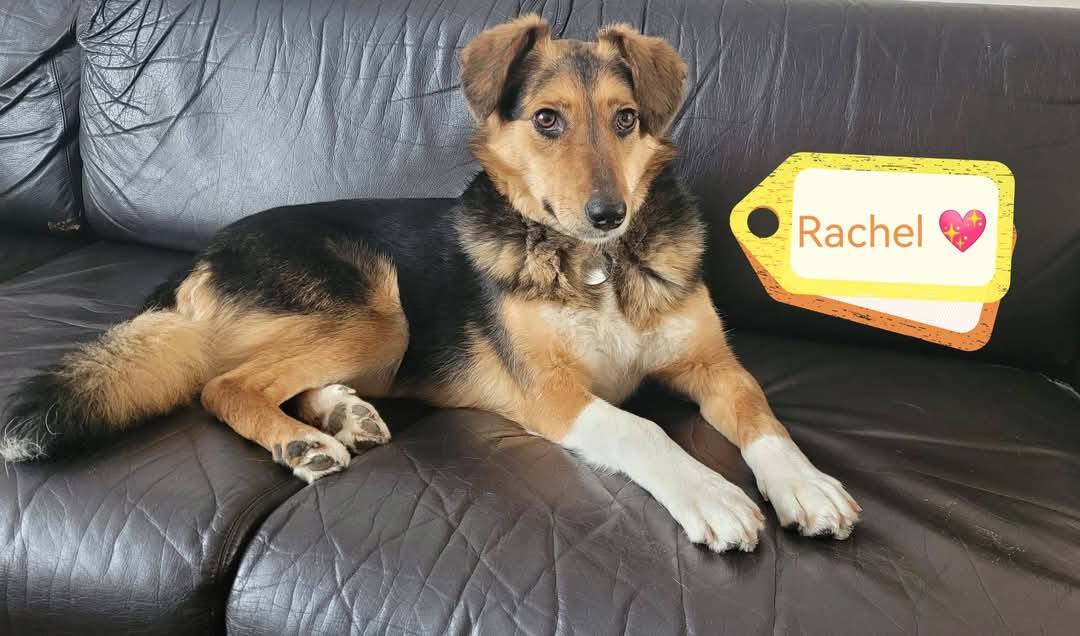 Already in UK(Chelmsford, Essex CM1): RACHEL-1.5-year-old – lower-medium-sized girl- Ukraine war dog
