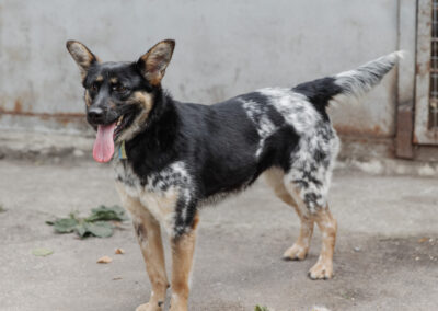 FLORA – 3 yo girl-Smallish medium size- Ukraine war dog