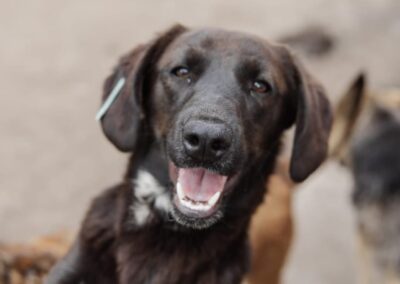 CHARA- 2 years old girl-small/smallish medium-Lab cross- Ukraine war dog