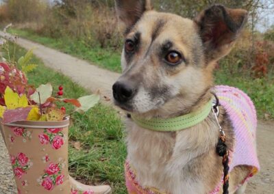 SANTA -1 yo girl-small size Ukraine war dog