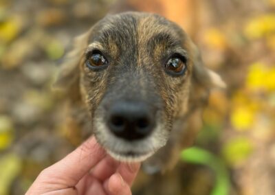 MILLIE- 2 yo small size girl- Ukraine war dog