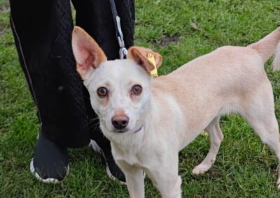 MILKA- 10-month-old girl- upper-small size-Ukraine war dog