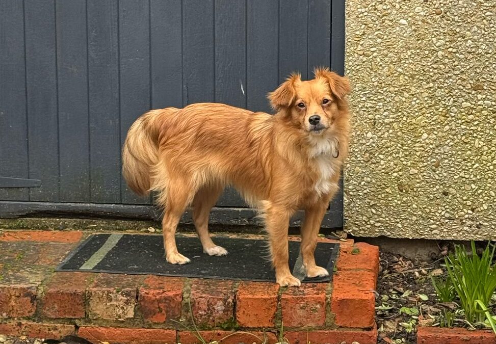 Already in UK(Milton Keynes, MK12): SONNY-small size girl-2,5 year old- Chihuahua cross- Ukraine war dog